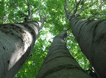 parkett, holzart, parkettboden, holzboden, boden